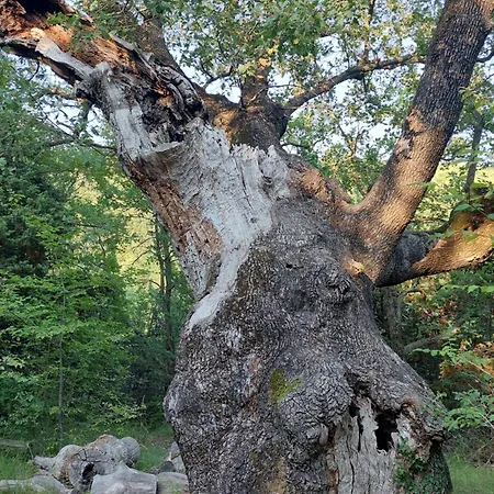 Sunny Side Διαμέρισμα