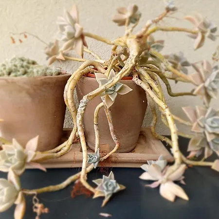 Sunny Side * Malinska