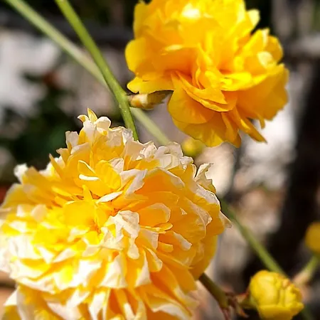 Sunny Side * Malinska